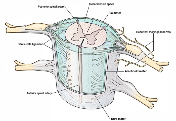 Label the spinal cord meninges and spaces