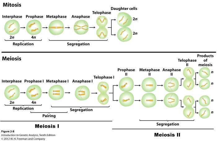 Mitosis versus meiosis worksheet answers