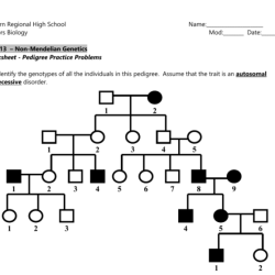 Pedigree worksheet with answers pdf