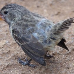 Finches selection natural galapagos