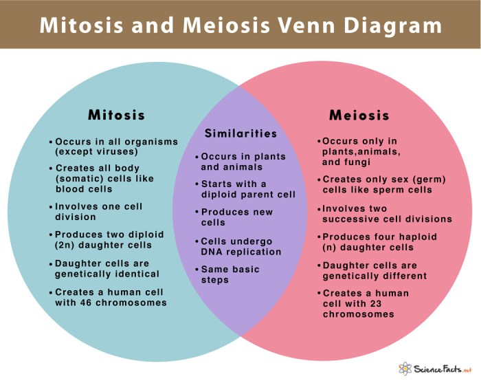 Mitosis versus meiosis worksheet answers