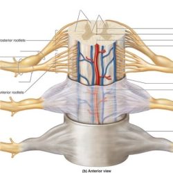 Spinal cord meninges identifying correctly anatomical