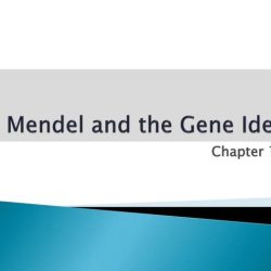 Mendel and the gene idea chapter 14