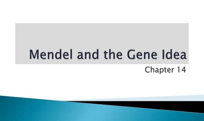 Mendel and the gene idea chapter 14