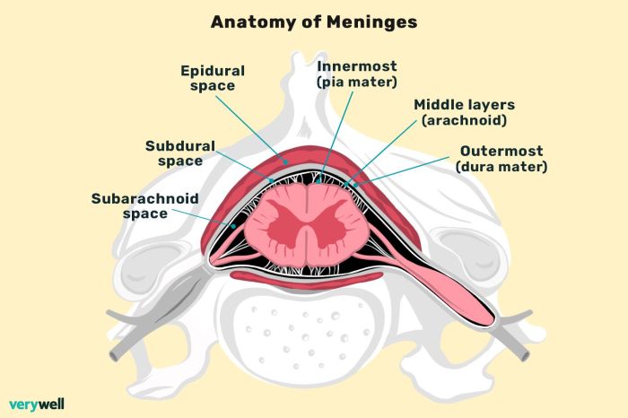 Label the spinal cord meninges and spaces