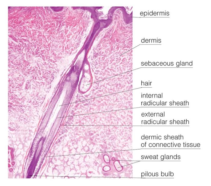 Hair follicle under microscope labeled