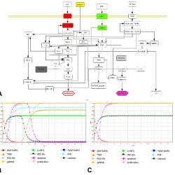 Autoclave descriptions filamentous process