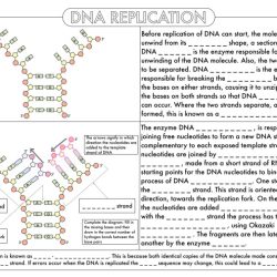 Protein synthesis and mutations review sheet answer key