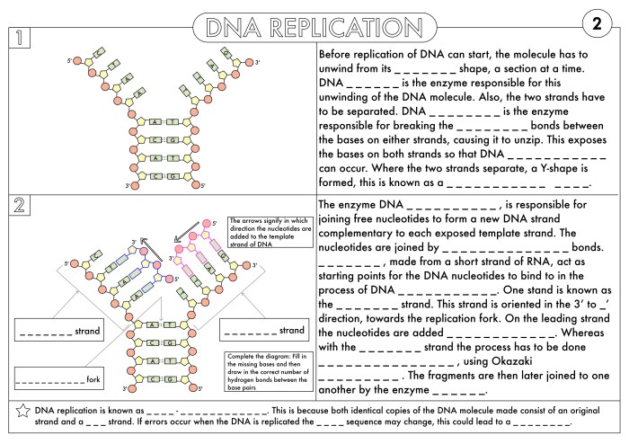 Protein synthesis and mutations review sheet answer key