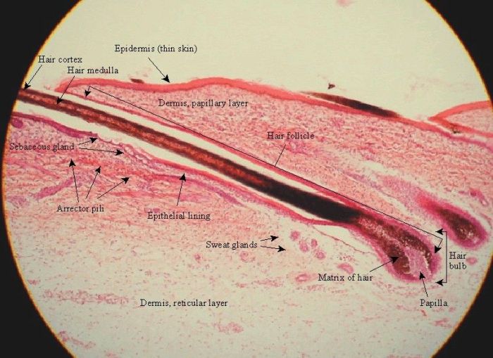 Hair follicle under microscope labeled