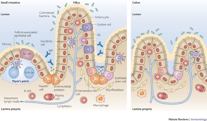 The large surface area in the gut directly facilitates