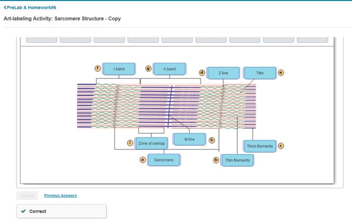 Art-labeling activity: structure and bands of the sarcomere