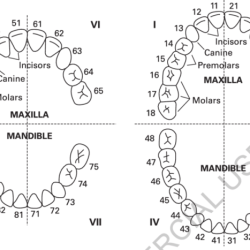 Radiology radiopaedia numbering