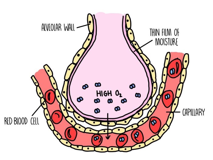 The large surface area in the gut directly facilitates