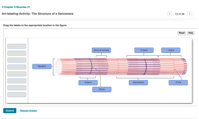 Sarcomere muscle structure skeletal band bands biology anatomy physiology unit microscope line do sarcomeres system unm vs edu diagram exercise