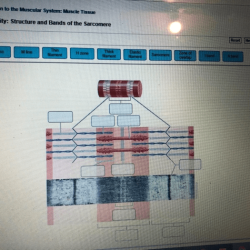 Art-labeling activity: structure and bands of the sarcomere