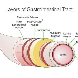 Intestine digestive