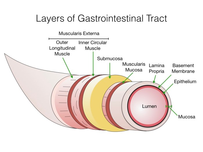 Intestine digestive